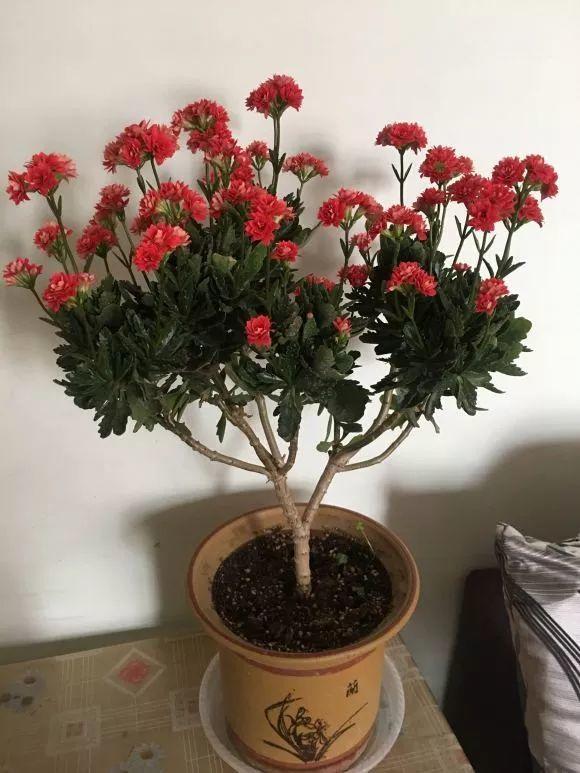 最漂亮的棒棒糖图片，如何画出漂亮的棒棒糖（长寿花半年养成“长寿树”）
