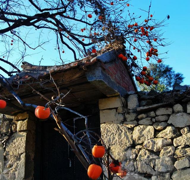 阳气最强的树是什么树 有哪些种类，阳气最强的树是什么树（老祖宗忠告：“门前种三树）