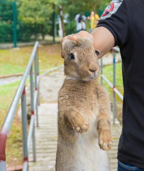 抓兔子耳朵获得的反应和抓猫的后脖颈获得的反应是一样的,一抓到兔子