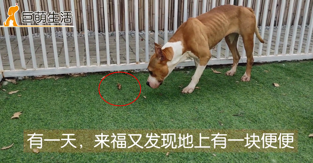 为什么狗会吃屎呢，狗为什么会吃屎不明白why（全面剖析狗吃大便的原因）