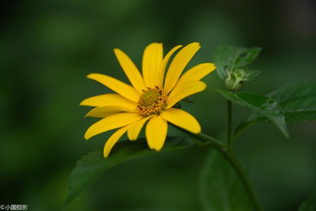 菊芋花的花语，形容菊芋花的句子（花开富贵热情奔放）