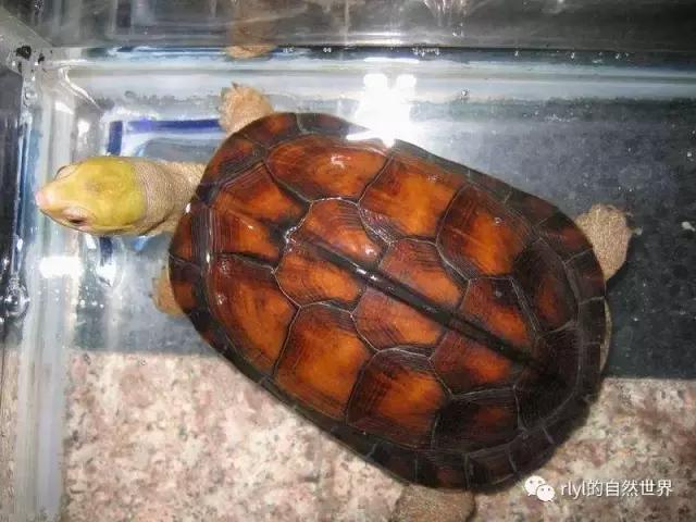 安徽三黄是哪三黄，三黄鸡有哪些（对选择的理解......）