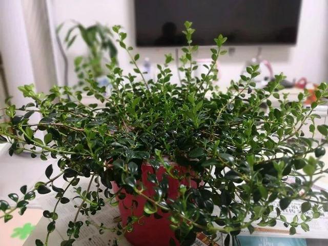 金鱼吊兰怎么养才开花，1年四季都能开花