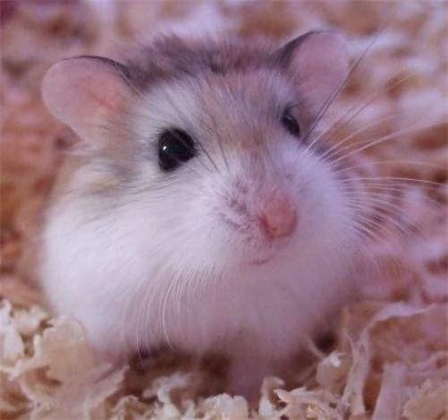 雪球仓鼠怎么养,雪球仓鼠怎么饲养(萌萌哒的小仓鼠,种类你知多少)