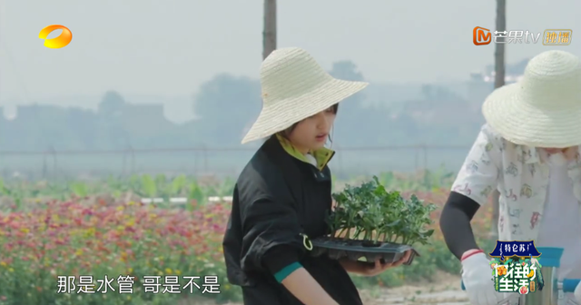 向往的生活开局推到张子枫，张子枫是谁推荐到向往的生活（《向往的生活4》张子枫被疑社恐）