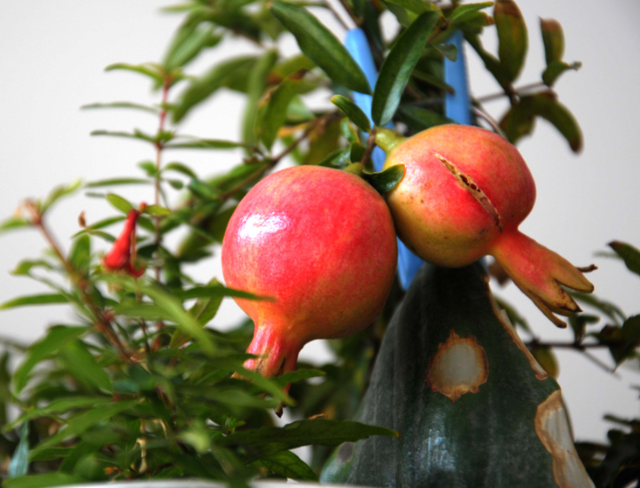 石榴的盆栽方法与注意事项，石榴的盆栽方法与注意事项图片（盆栽石榴养护有技巧）