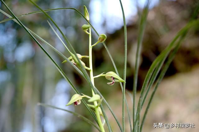 兰花几天浇一次水，新手养的兰花多久浇一次水（比磷酸二氢钾效果更好）