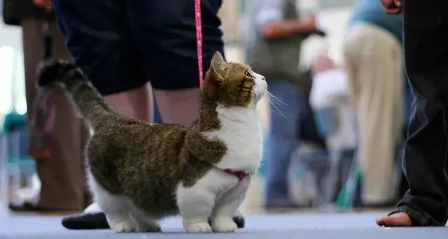 拿破仑矮脚猫，拿破仑矮脚猫图片（小短腿的矮脚猫，傻傻分不清楚）