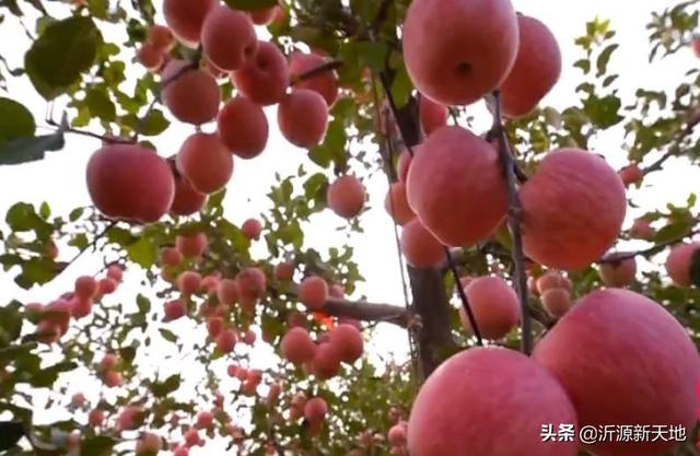 中国红是什么颜色，中国红颜色怎么调配（中国红，最美的颜色！）