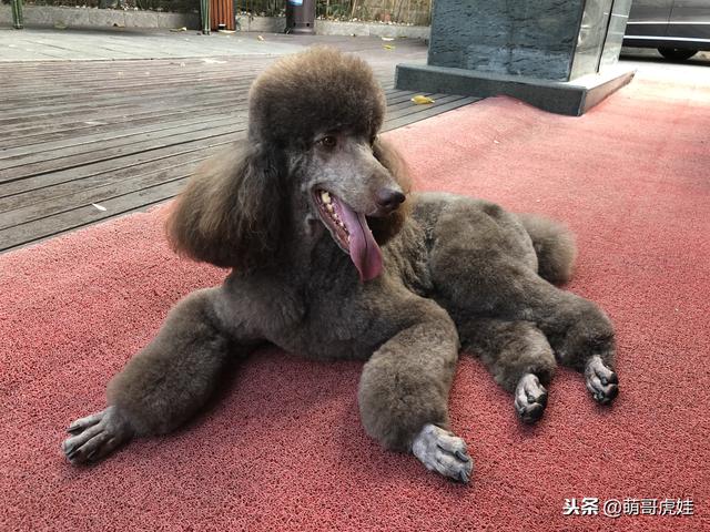 贵宾犬的造型修剪有哪些，巨型贵宾们剪毛前后对比