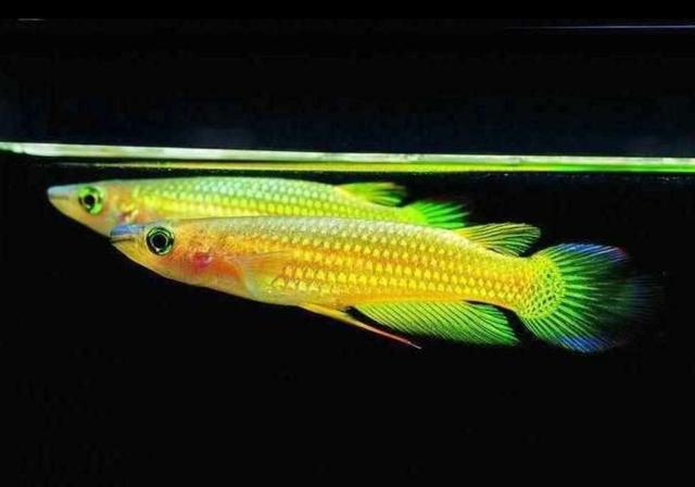 彩裙鱼是染色的吗，彩裙鱼可以活多久（下列这一类别的小型热带鱼）