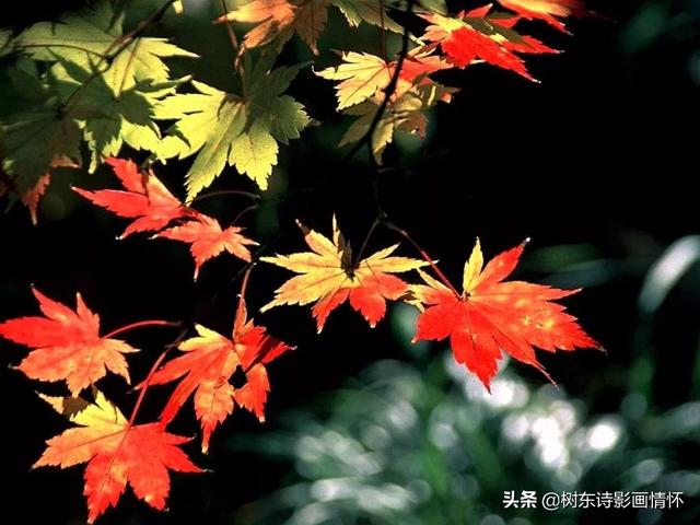 衡阳雁去无留意上一句，衡阳雁去无留意上一句是什么（渔家傲·秋思——树东赏析）