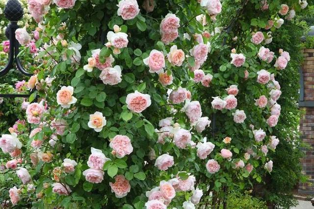 月季花品种，十大经典品种（凭一己之力撑起了整个花园的颜值）