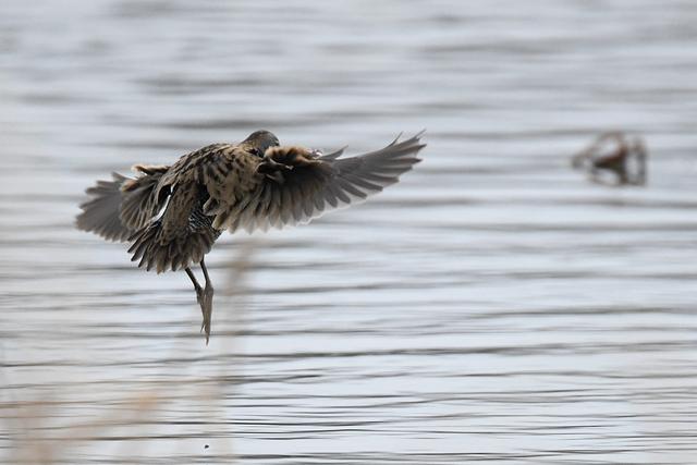 水鸡是什么，水鸡是什么车（西方秧鸡、叽咋柳莺......）
