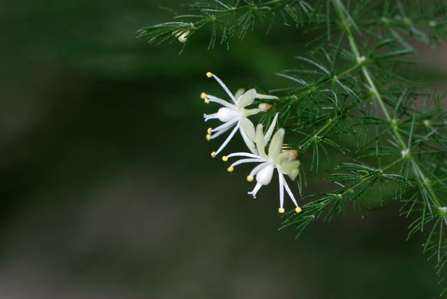 文竹开花了是怎么回事，文竹开花了是怎么回事儿（文竹开花是好事还是坏事）