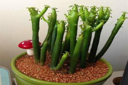 这6盆花专吃“病毒”，现在家家户户都在养（常见常养的6种“带毒花”）