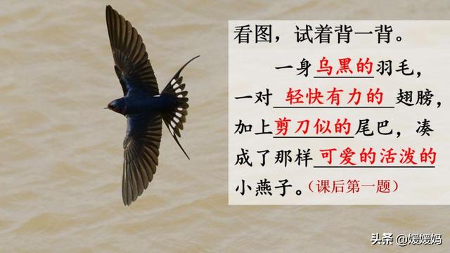 三年級下冊語文第2課《燕子》圖文詳解及同步練習