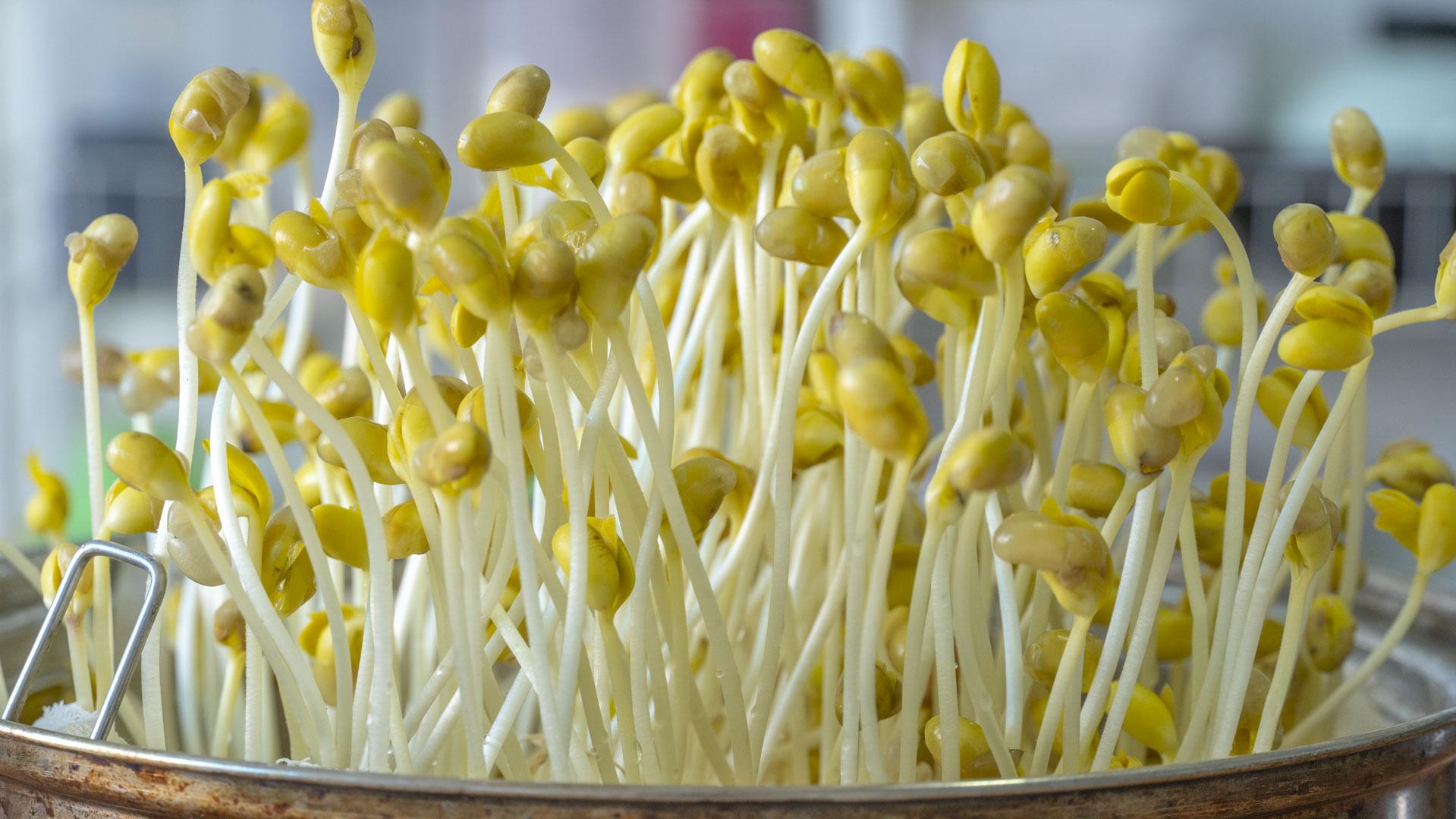 家庭自制黄豆芽的方法，如何发黄豆芽家庭用