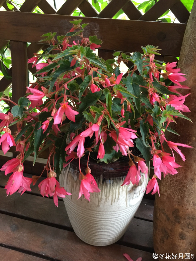 鸟尾花的繁育管理，鸟尾花 花期（30种耐阴花）