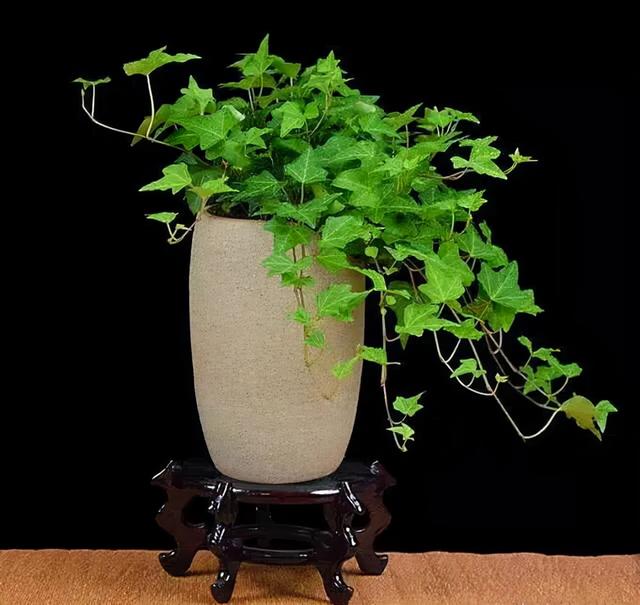 中华藤怎么养殖,紫藤怎么养殖(让你获取一盆严冬不凋的常春藤)