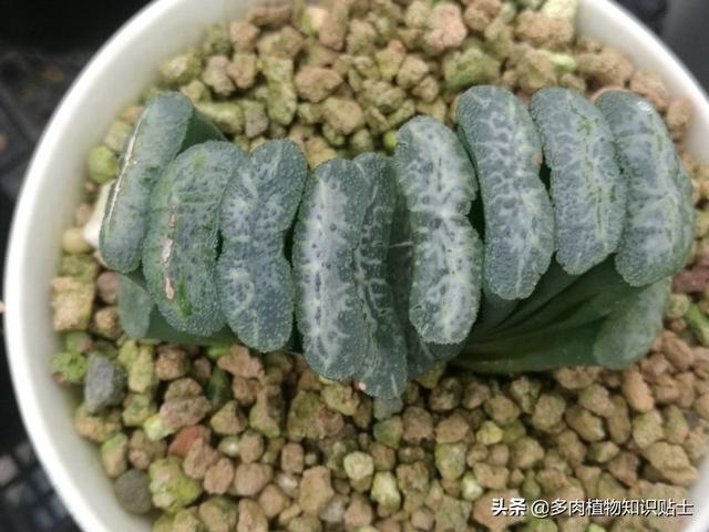 多肉玉扇最大能长多大，多肉玉扇好养吗（养了多肉植物五年）