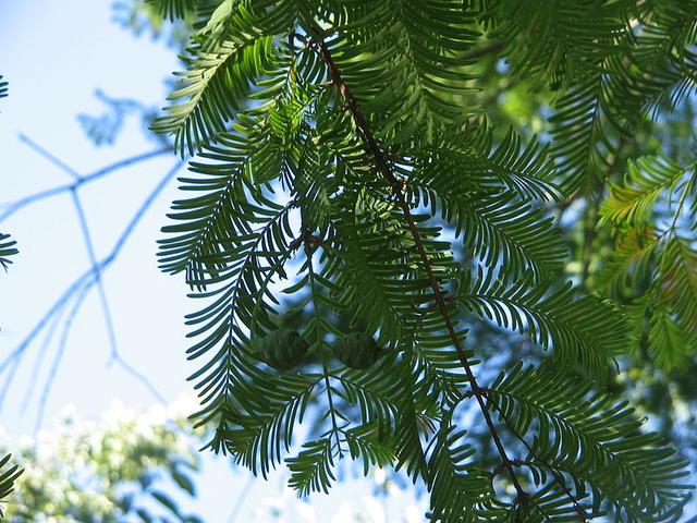 裸子植物开花吗，裸子植物开花吗什么（话说松、柏、杉：裸子植物门）