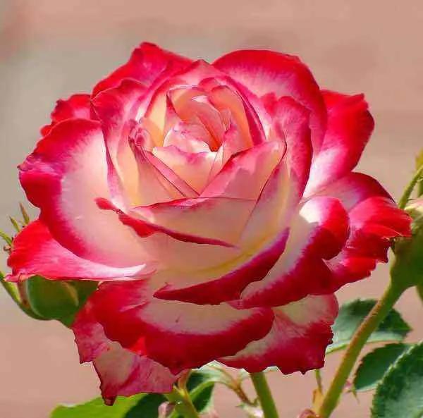 月季花图片,月月红月季花图片(100个月季品种)