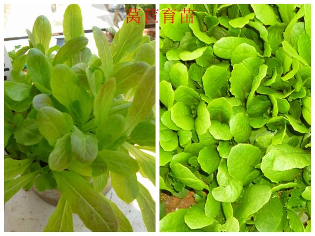 莴苣和莴笋的区别，油麦菜与莴笋的区别（蔬菜档案叶菜类<8>莴苣）