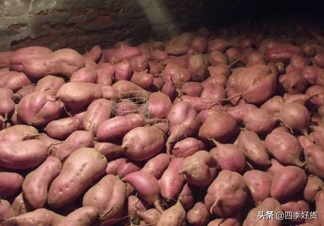 红薯怎么保存不会烂掉，红薯怎么样保存不会烂（这个方法越放越甜）