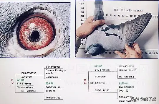 詹森系最好的种鸽，詹森八大配对种鸽赏析<图>