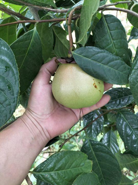 大果红花油茶适应什么地方种植，高档食用植物油、东方橄榄树——大果红花油茶