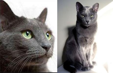 卡尔特猫的简介-卡尔特猫多少钱一只，卡特尔猫图片大全（你肯定一种都没见过）