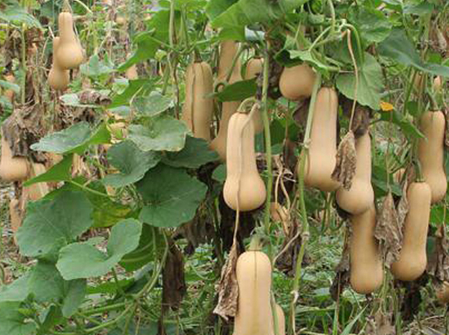 南瓜有哪些种类，南瓜有哪些种类和图片（四种高产量高收益的南瓜新品种）