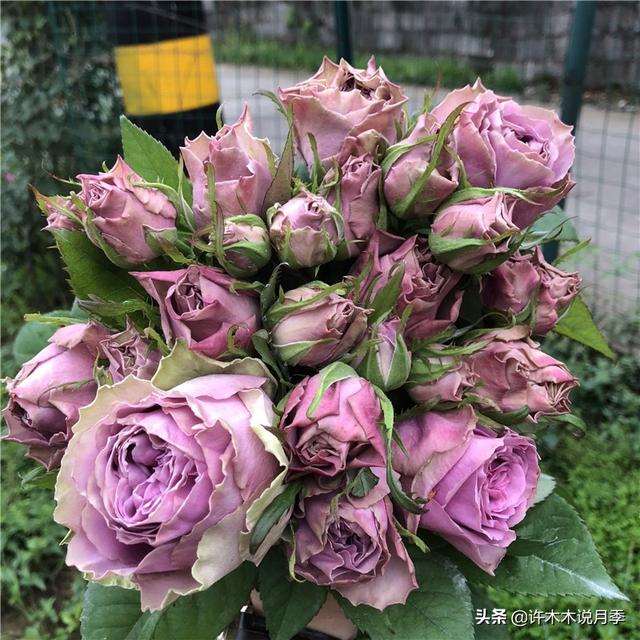 根瘤病用什么农药治，治疗根瘤病的药（月季癌症得了一个传染一大片）