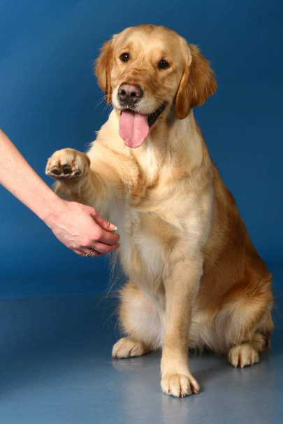 训练狗狗的手势图片
