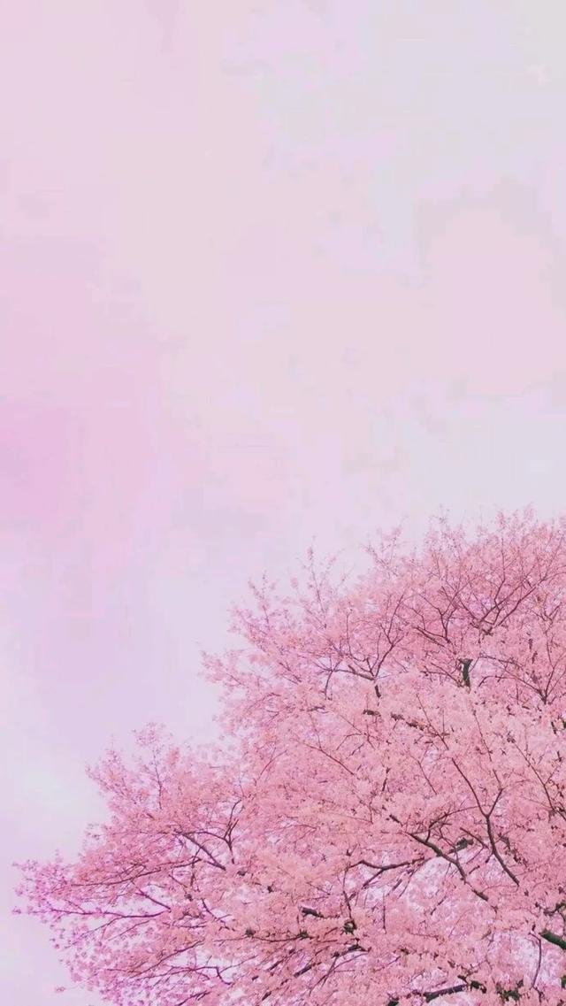 【樱花背景图】,樱花背景图片(唯美樱花背景壁纸图)