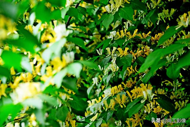 金银木的形态特征和果实作用详情介绍，金银木的果实功效与作用（黄白同枝姐妹花一一金银“木”）