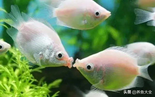 什么鱼好养，什么鱼好养对水质没有要求的（最好养的十种观赏鱼，都在这里）