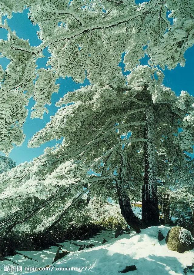 茉莉清茶十二星座，十二星座专属饮料（12星座的女生适合什么样的香水——水瓶座）