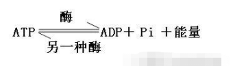 碘液遇淀粉颜色变化，碘遇到淀粉变成什么颜色（高考生物必修一知识点总结）