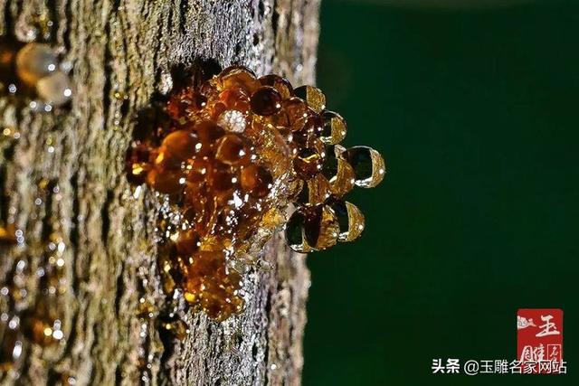 琥珀的形成过程，琥珀形成的过程100字（琥珀形成过程是怎样的）