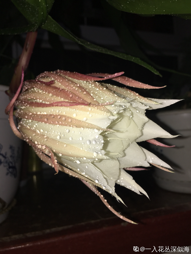 昙花的养殖方法，昙花怎么养护的方法（养护得好就能看到开放全过程）