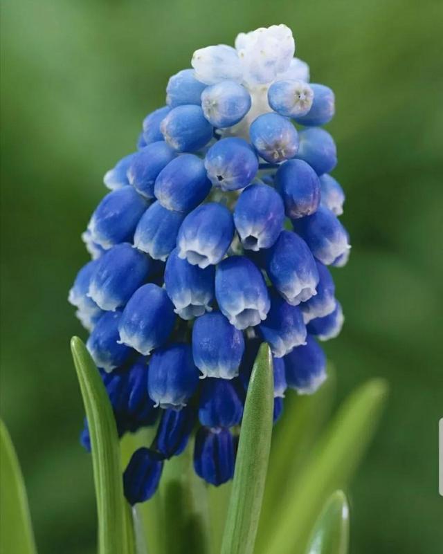 花语传说，一见钟情忘不了（花语传说护肤品）