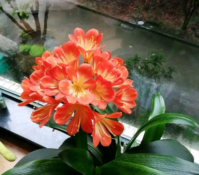 君子兰，君子兰上盆是用大盆还是小盆好（君子兰根烂没了怎么处理）