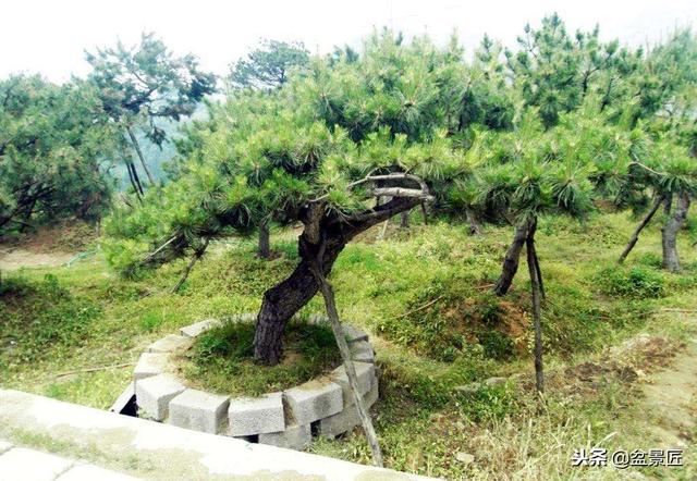 茶油树（茶油树苗），油松做盆景好看好养（茶油树种子）