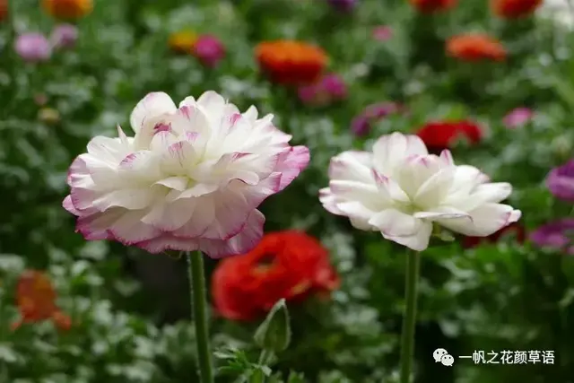 花毛茛，花毛茛<Ranunculus（花毛茛的花语）