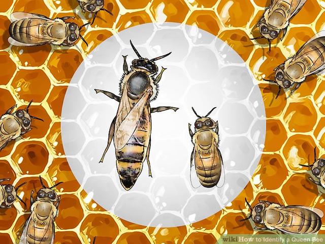 对蜂群来说,一个健康的蜂王至关重要.