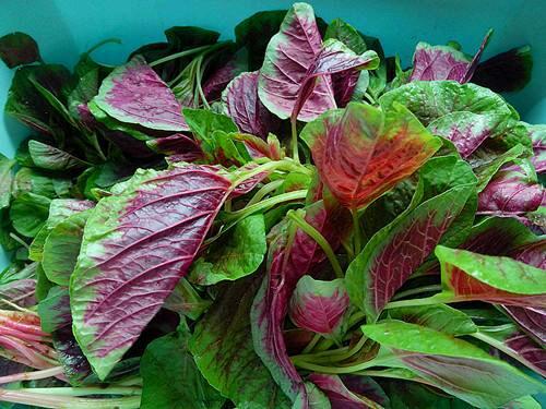 苋菜的做法，大厨教你正确做法（苋菜的吃法大全）