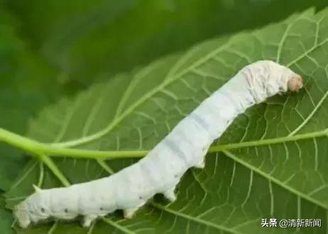 养蚕能赚钱吗，养蚕能赚钱吗养多少蚕才能挣一万（三坑有个大学生回乡种桑叶）