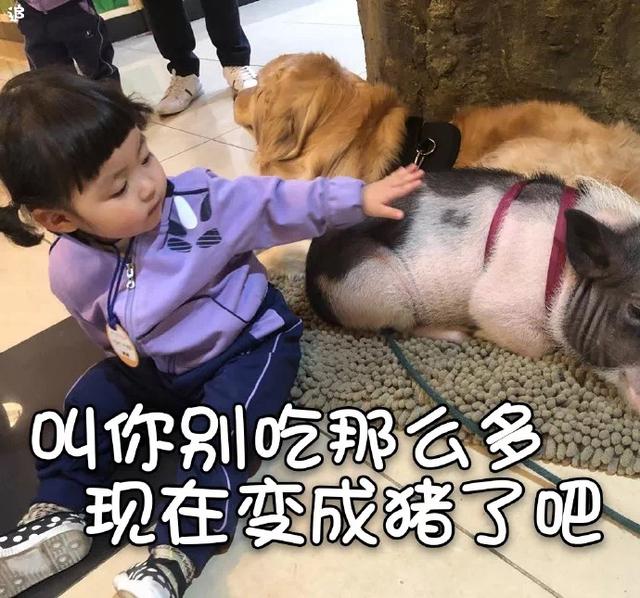 一组借钱的表情包•﹏•，微信头像，一组借钱的表情包•﹏•（表情包：不要问我借钱）